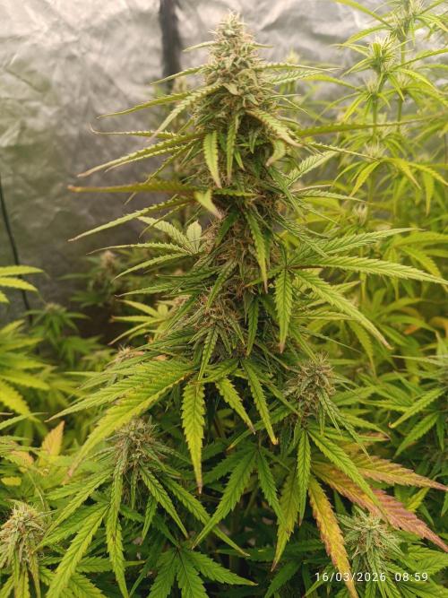 Forbidden runtz auto. Week 7