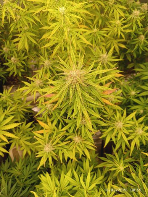 Forbidden Runtz Auto. Week 7
