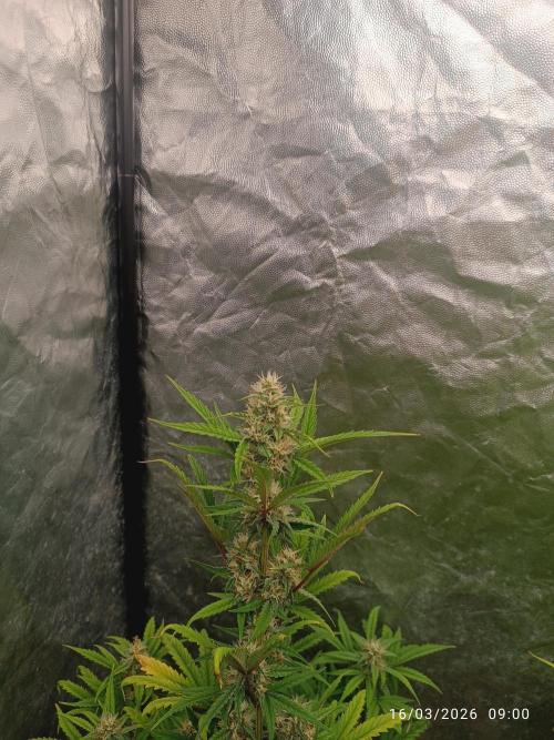 Grape Ape auto. Week 7