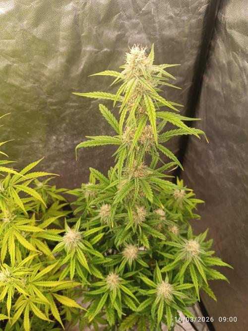 Grape Ape auto. Week 7