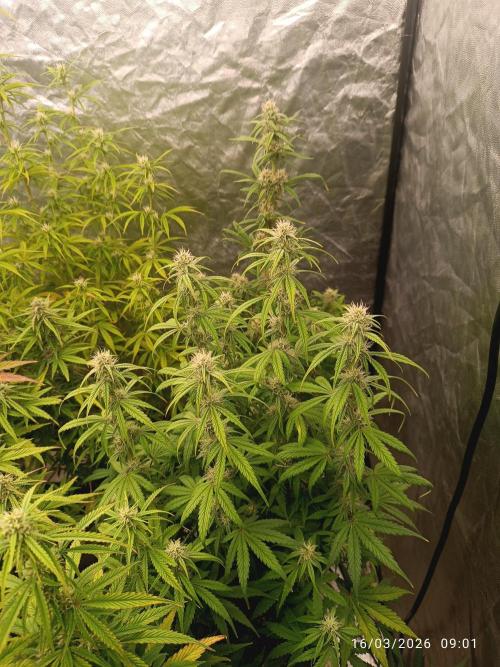 Grape Ape auto. Week 7