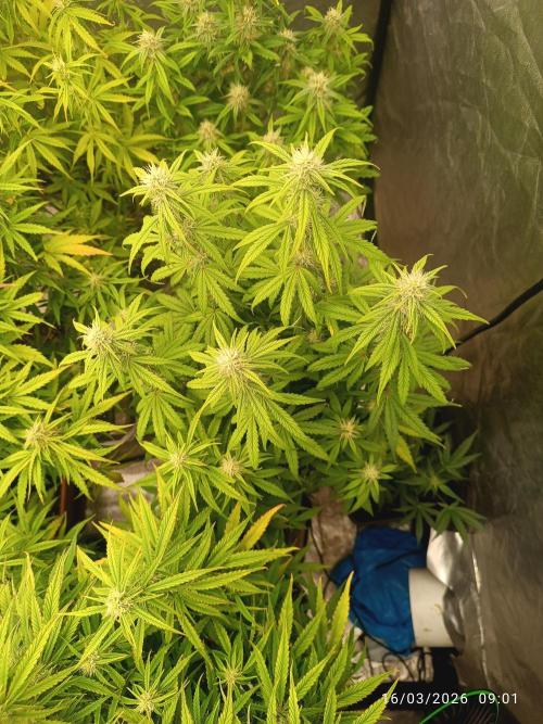 Grape Ape auto. Week 7