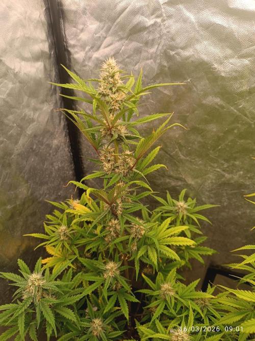 Grape Ape auto. Week 7