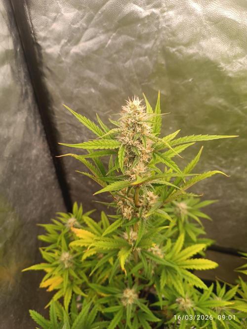 Grape Ape auto. Week 7