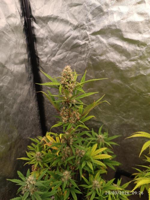 Grape Ape auto. Week 7