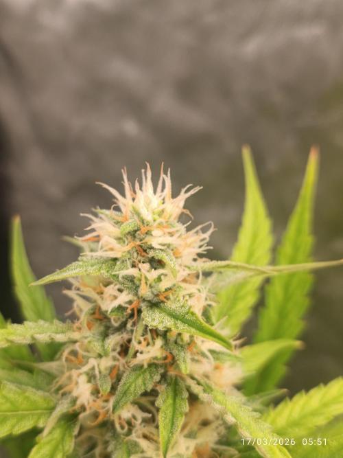 Grape Ape auto. Week 7