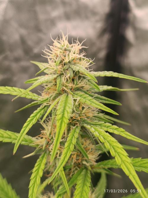 Grape Ape auto. Week 7