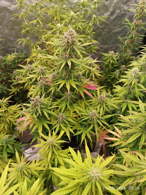 Forbidden runtz auto. Week 7