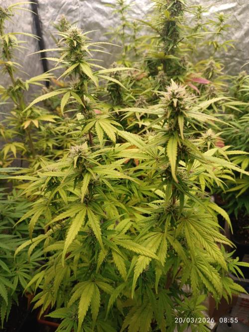 Forbidden Runtz Auto. Week 7