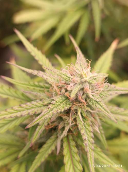 Forbidden runtz auto. Week 7