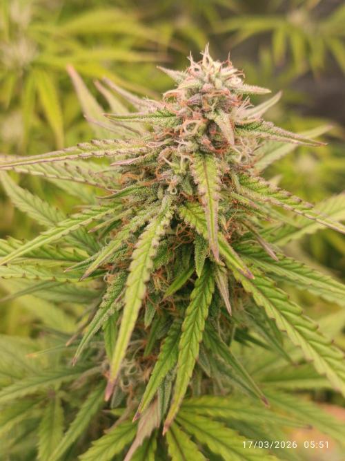 Forbidden runtz auto. Week 7