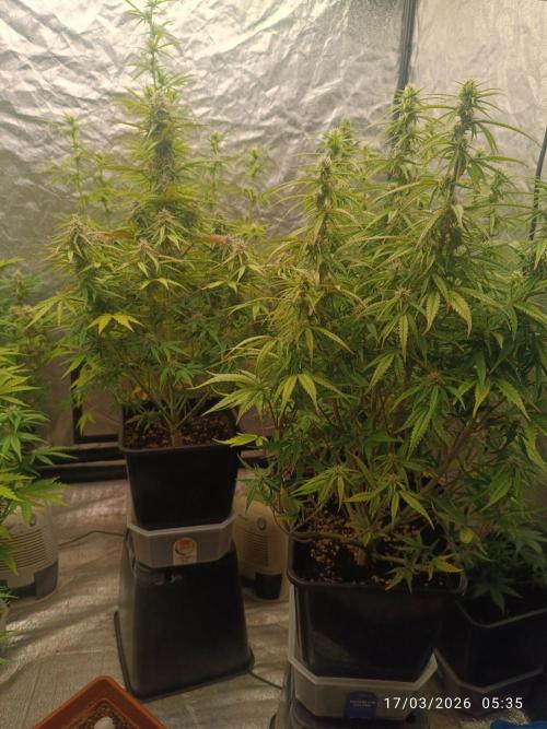 Forbidden runtz auto. Week 7