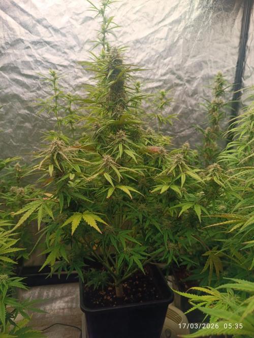 Forbidden Runtz Auto. Week 7