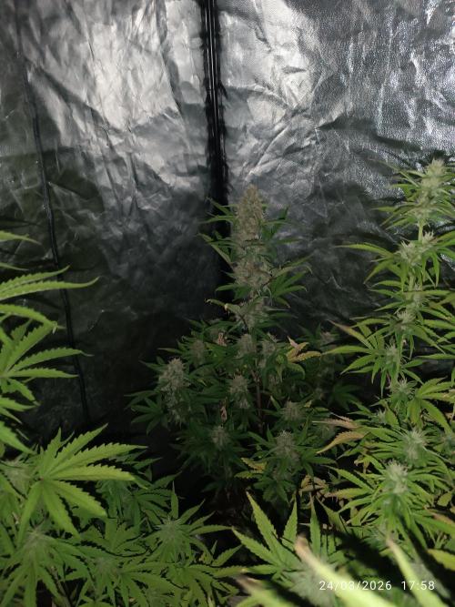 Grape Ape auto. Week 8