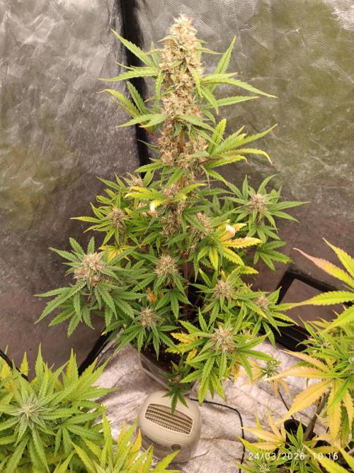 Grape Ape auto. Week 8