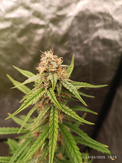 Grape Ape auto. Week 8