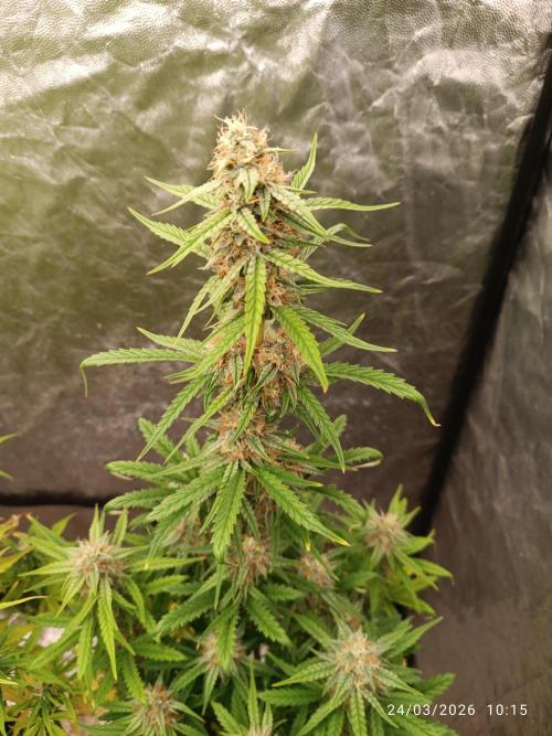 Grape Ape auto. Week 8