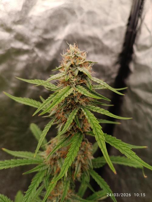 Grape Ape auto. Week 8