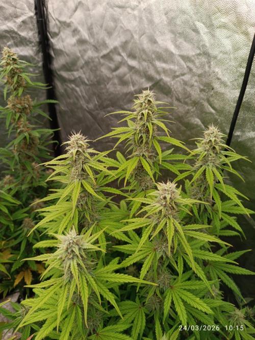 Grape Ape auto. Week 8