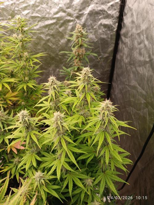 Grape Ape auto. Week 8