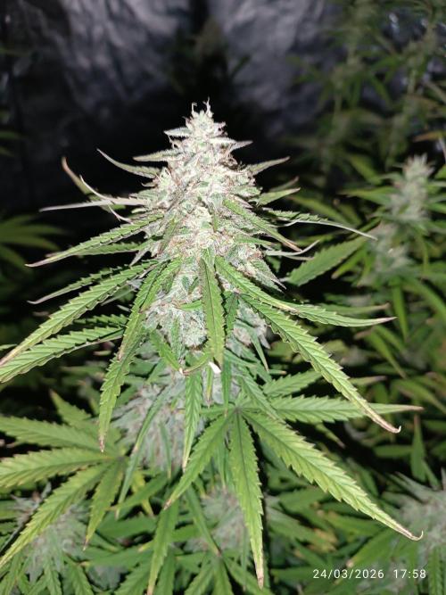 Forbidden runtz auto. Week 8