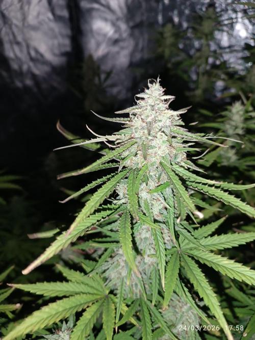 Forbidden runtz auto. Week 8