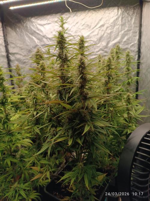 Forbidden runtz auto. Week 8