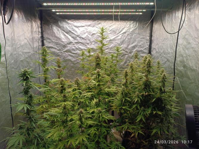 Forbidden runtz auto. Week 8