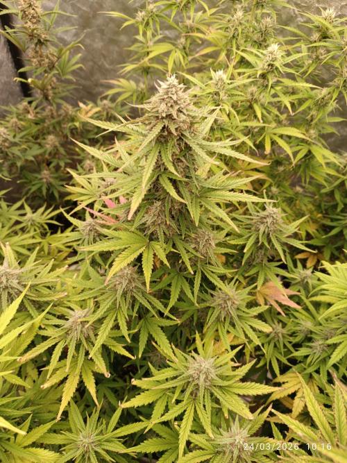 Forbidden runtz auto. Week 8