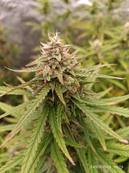 Forbidden runtz auto. Week 8