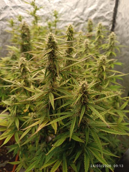 Forbidden runtz auto. Week 8