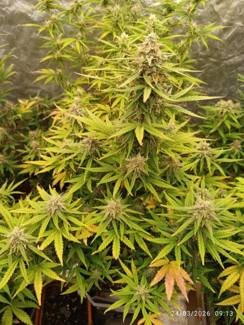 Forbidden Runtz Auto. Week 8