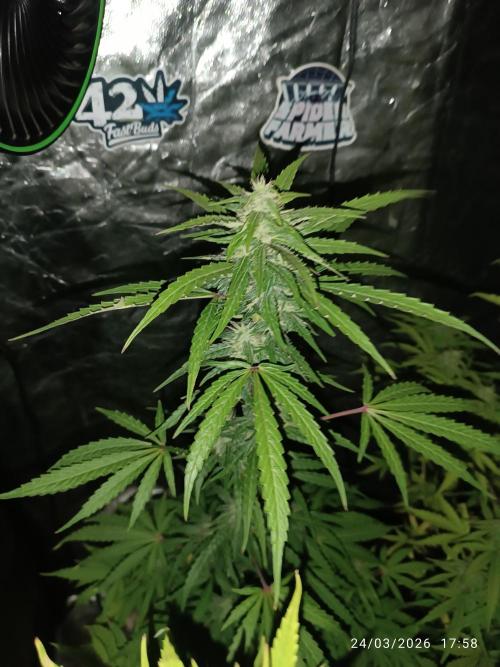 incredibile Hulk. Week 8