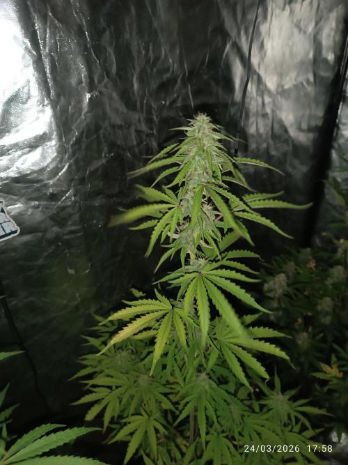 incredibile Hulk. Week 8