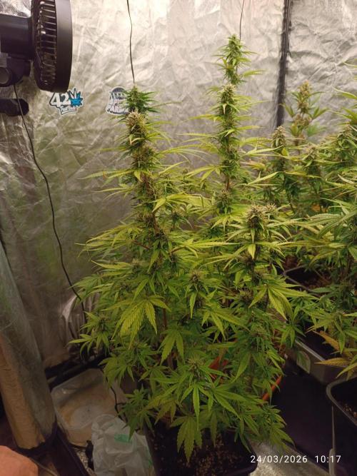 incredibile Hulk. Week 8