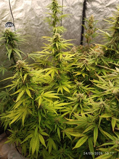 incredibile Hulk. Week 8