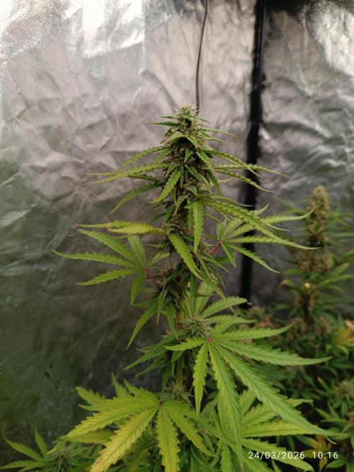 incredibile Hulk. Week 8
