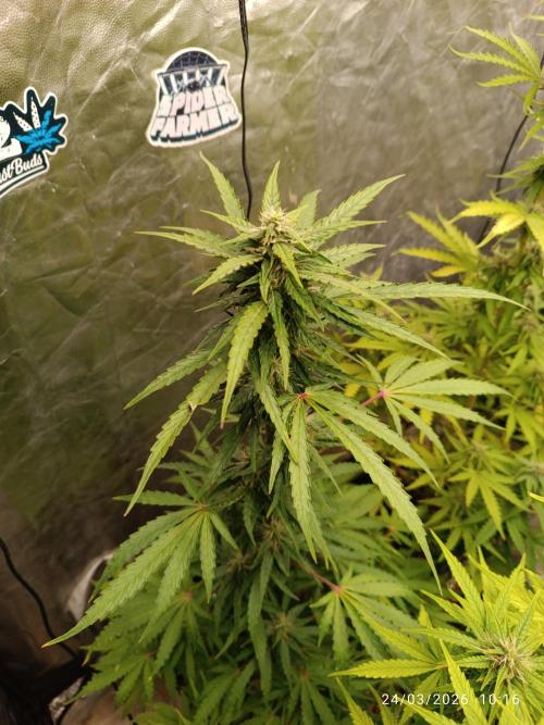 incredibile Hulk. Week 8