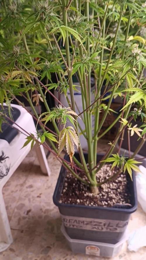 Creamzilla auto