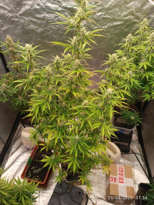 Creamzilla auto. Week 8