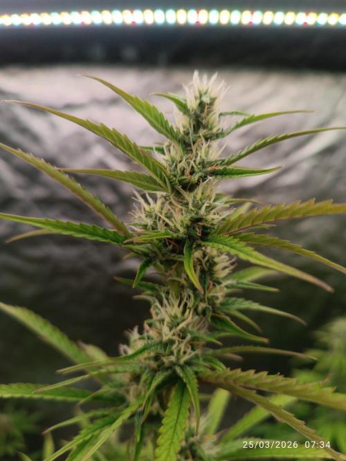 Creamzilla auto. Week 8