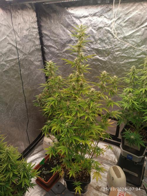 Creamzilla auto. Week 8