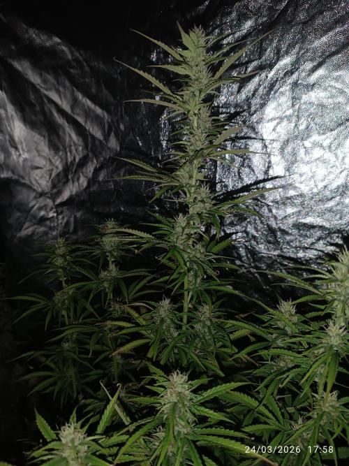 Creamzilla auto. Week 8