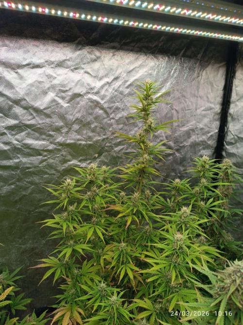 Creamzilla auto. Week 8