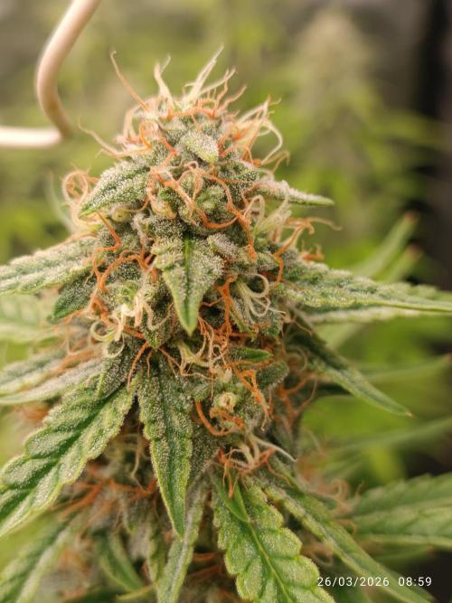 Grape Ape auto. Week 8