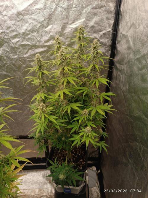 Grape Ape auto. Week 8