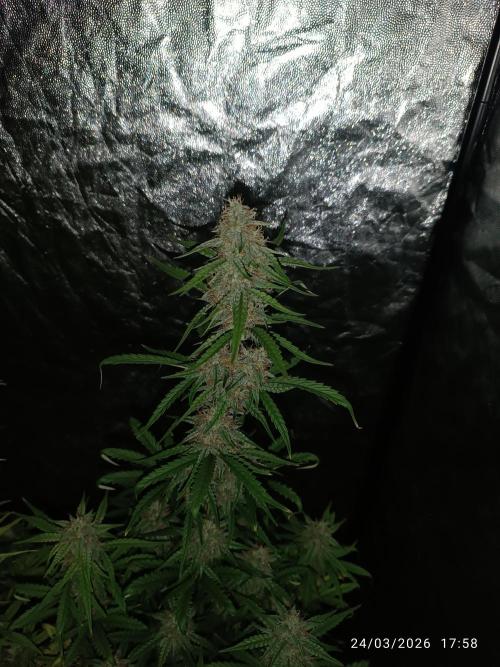 Grape Ape auto. Week 8