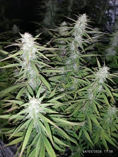 Grape Ape auto. Week 8