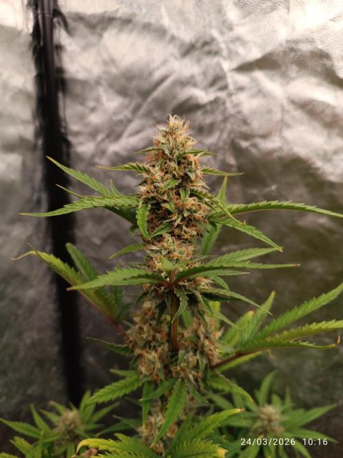 Grape Ape auto. Week 8