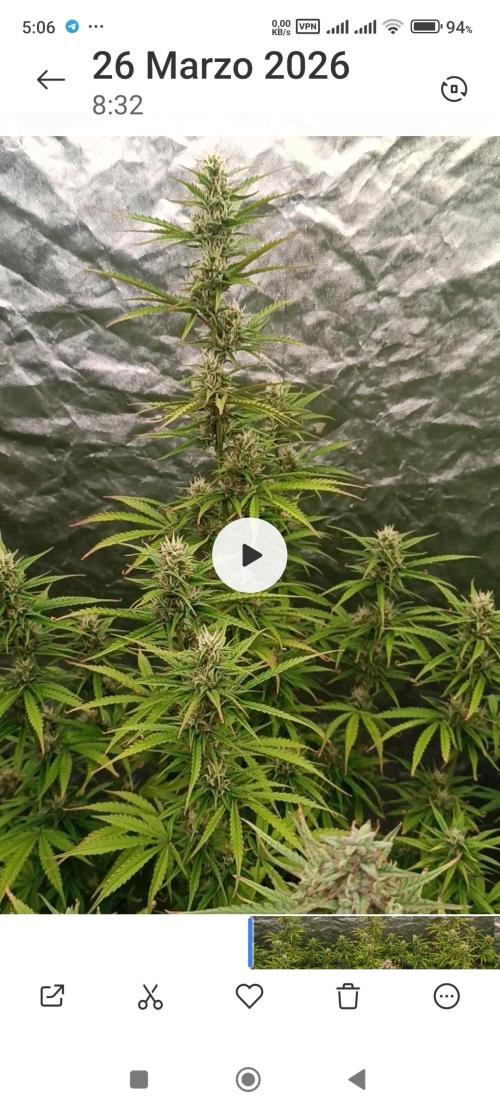 Creamzilla auto. Week 8